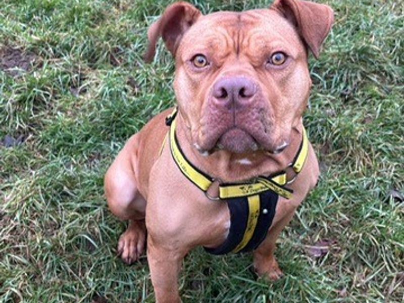 American Bulldog for adoption in Telford, Shropshire – 3 years old