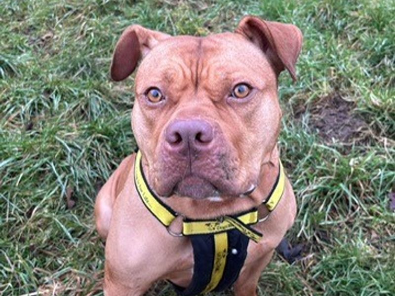 American Bulldog for adoption in Telford, Shropshire – 3 years old - Image 2 of 3