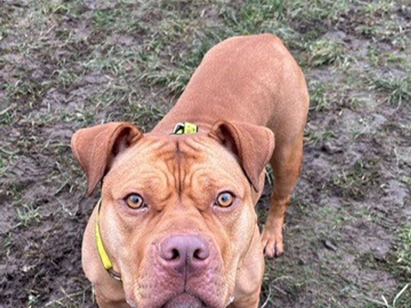 American Bulldog for adoption in Telford, Shropshire – 3 years old - Image 3 of 3