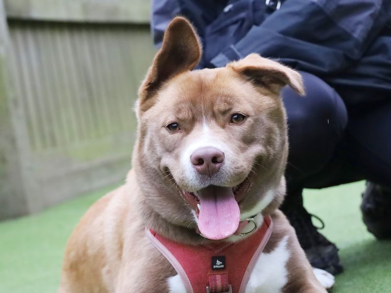 Siberian Husky for adoption in Leeds, Yorkshire – 1 year old - Image 2 of 3