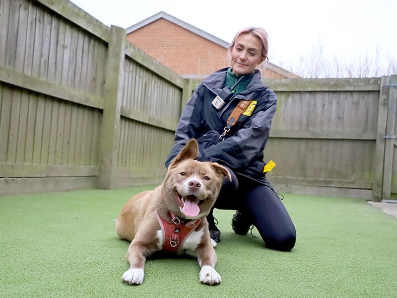 Siberian Husky for adoption in Leeds, Yorkshire – 1 year old - Image 3 of 3
