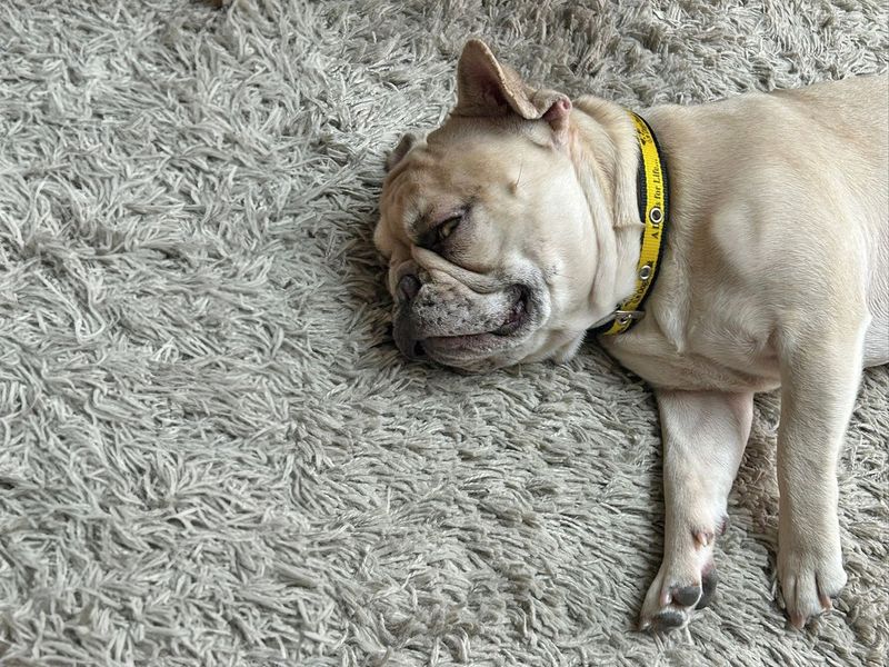 Lulu for sale in Wickford, Essex | Image 2