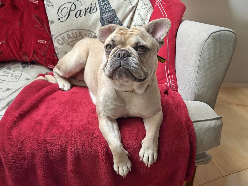 Lulu for sale in Wickford, Essex | Image 3