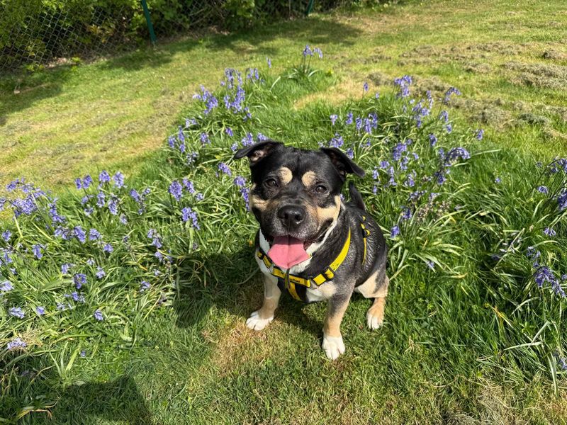Jackie | Terrier (Staffordshire Bull) Cross | Canterbury - 1