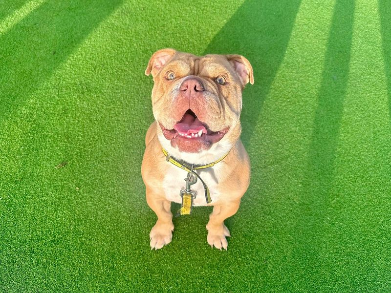 Maggie for sale in Chestfield, Kent
