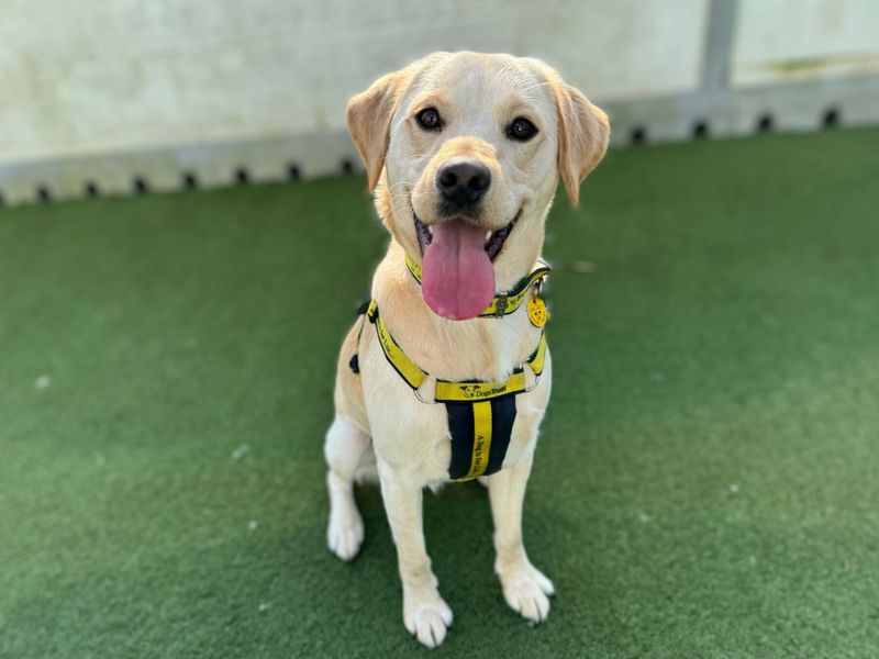 Cocker Spaniel for adoption in Snetterton, Norfolk – 2 years old - Image 2 of 2
