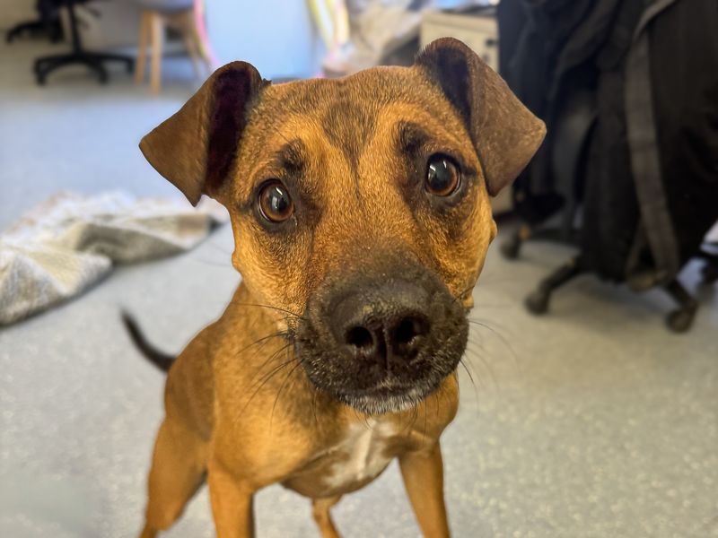 Mandy | Lurcher Cross | Basildon (Essex) - 1