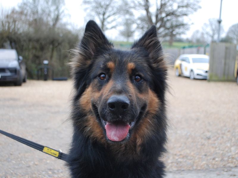 Benji for sale in Newbury, Berks | Image 4