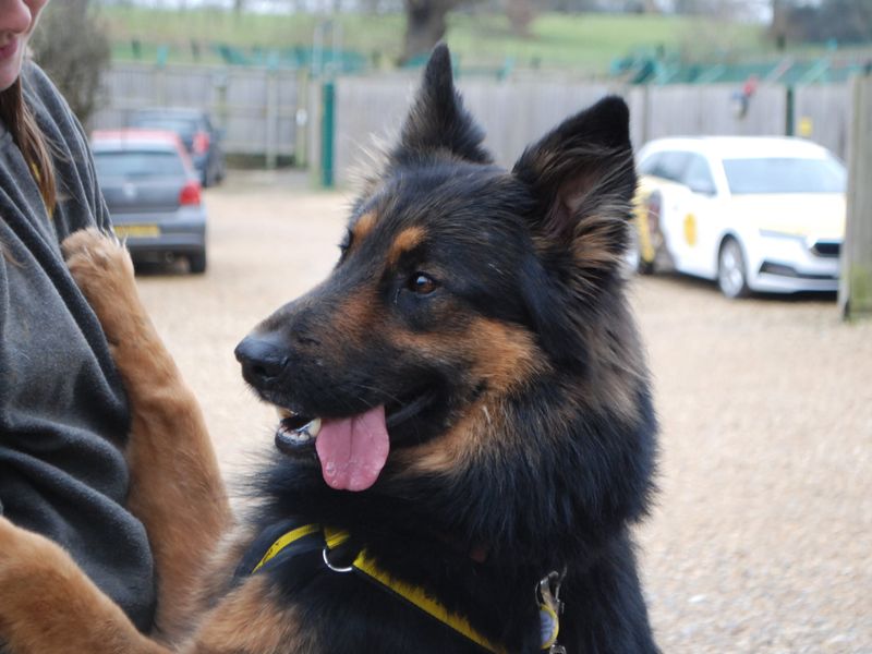 Benji for sale in Newbury, Berks | Image 3