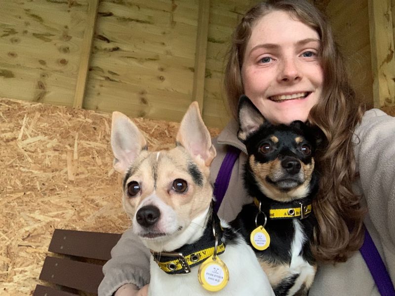 Jack Russell for adoption in West Calder, West Lothian – 2 years old