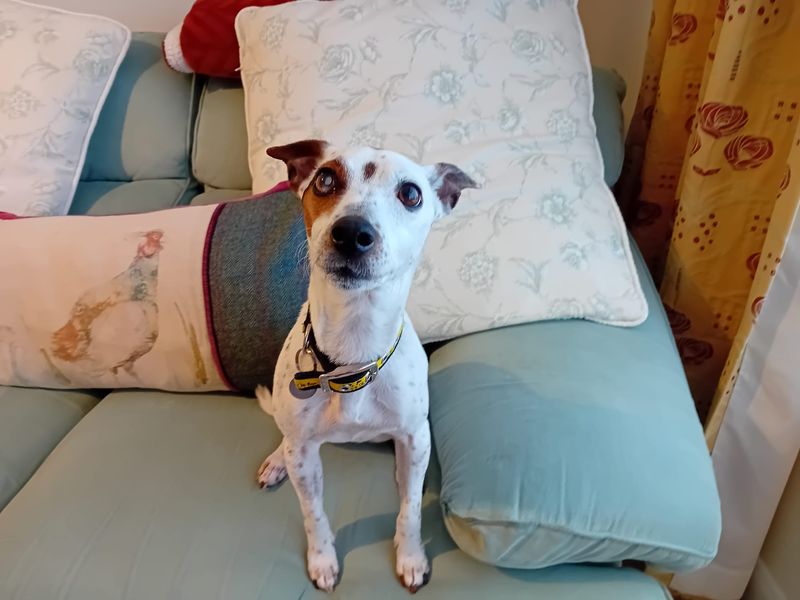 Jack Russell for adoption in Newton Tony, Wiltshire – 7 years old - Image 1 of 1