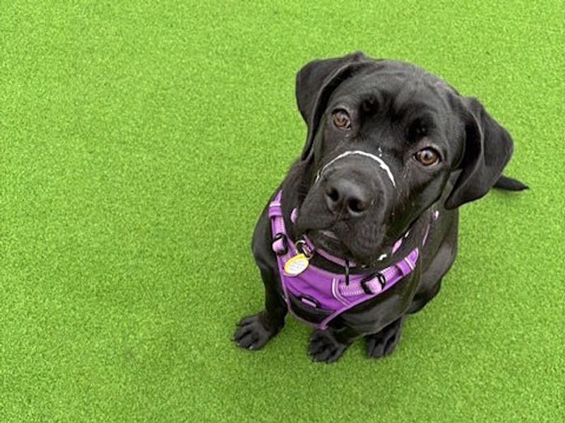 Maggie for sale in Wickford, Essex