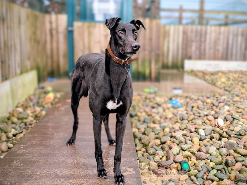 Greyhound for adoption in Cardiff, Glamorgan – 3 years old - Image 2 of 6