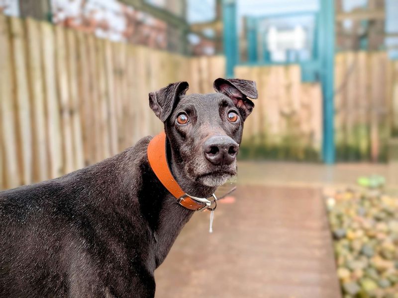 Greyhound for adoption in Cardiff, Glamorgan – 3 years old - Image 3 of 6