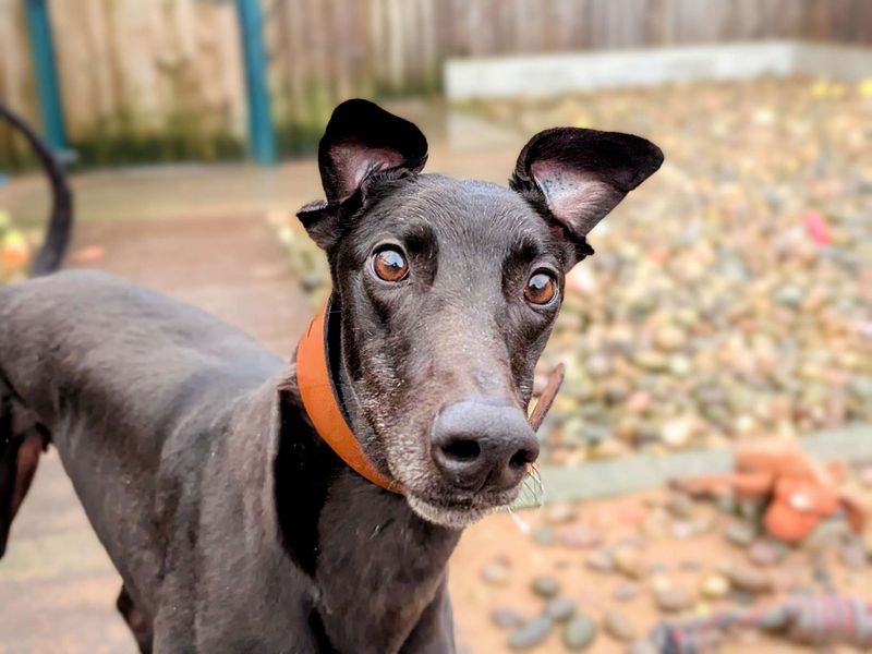 Greyhound for adoption in Cardiff, Glamorgan – 3 years old - Image 4 of 6