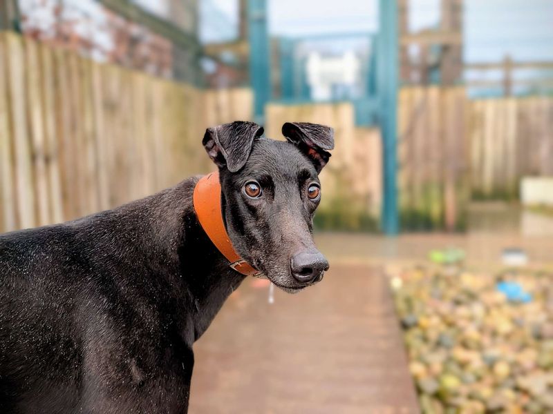 Greyhound for adoption in Cardiff, Glamorgan – 3 years old - Image 5 of 6