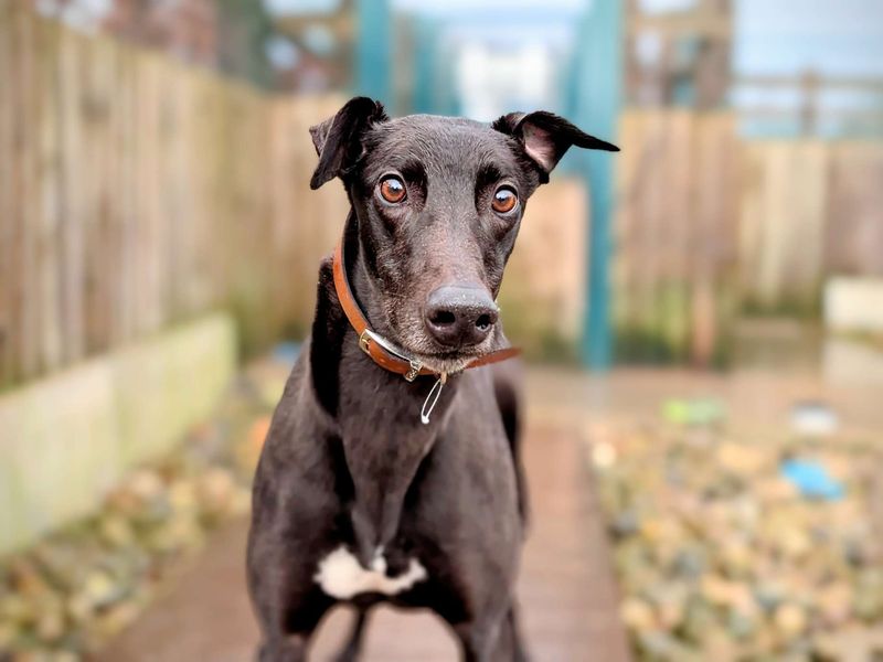 Greyhound for adoption in Cardiff, Glamorgan – 3 years old