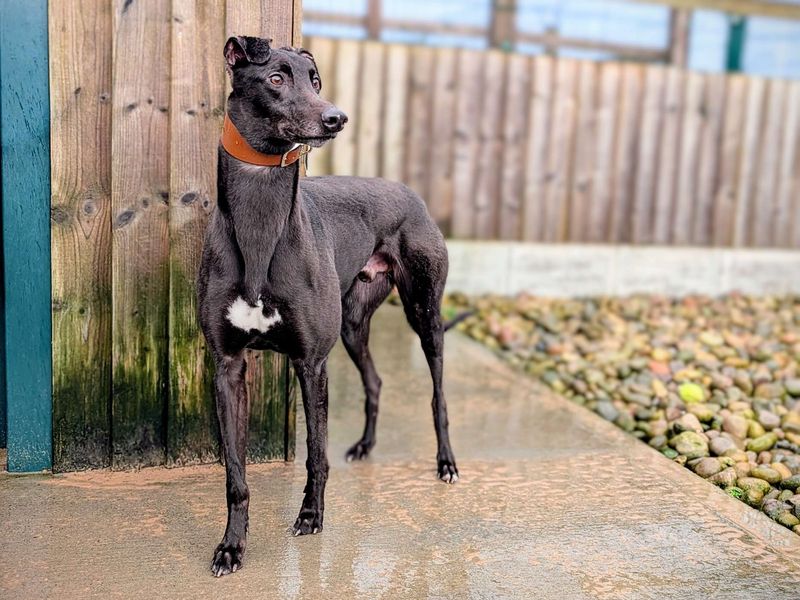 Greyhound for adoption in Cardiff, Glamorgan – 3 years old - Image 6 of 6