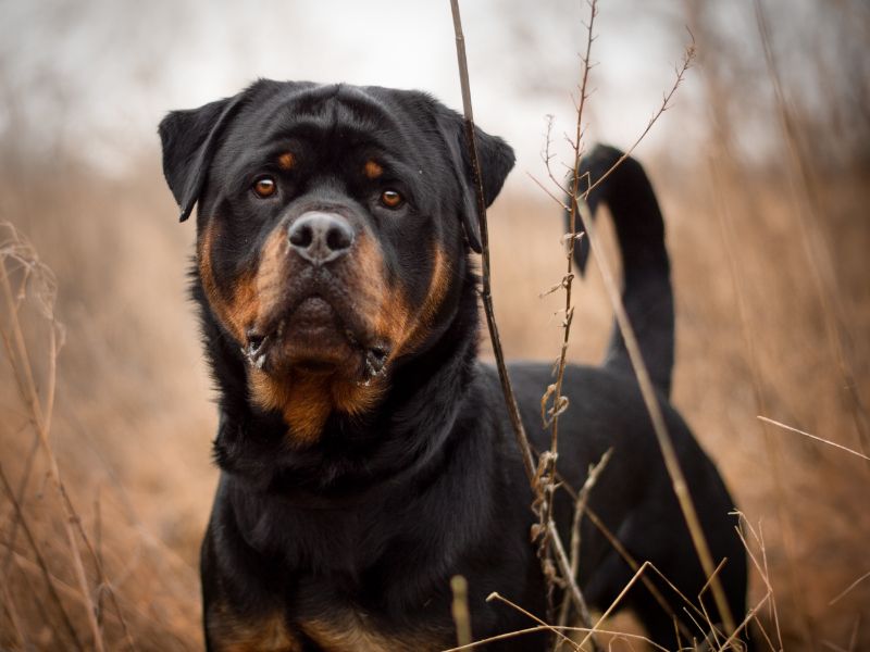 Buster for sale in Kenilworth, Warks | Image 4