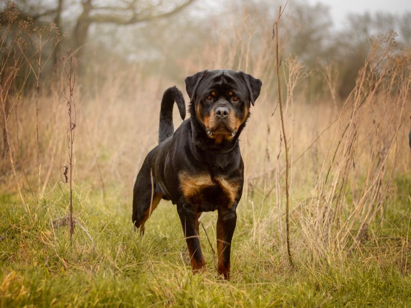 Buster for sale in Kenilworth, Warks | Image 2