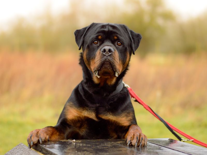 Buster for sale in Kenilworth, Warks | Image 3