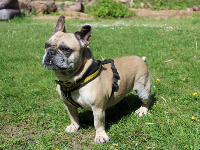 French Bulldog for adoption in Liverpool, Merseyside – 8 years old - Image 6 of 7