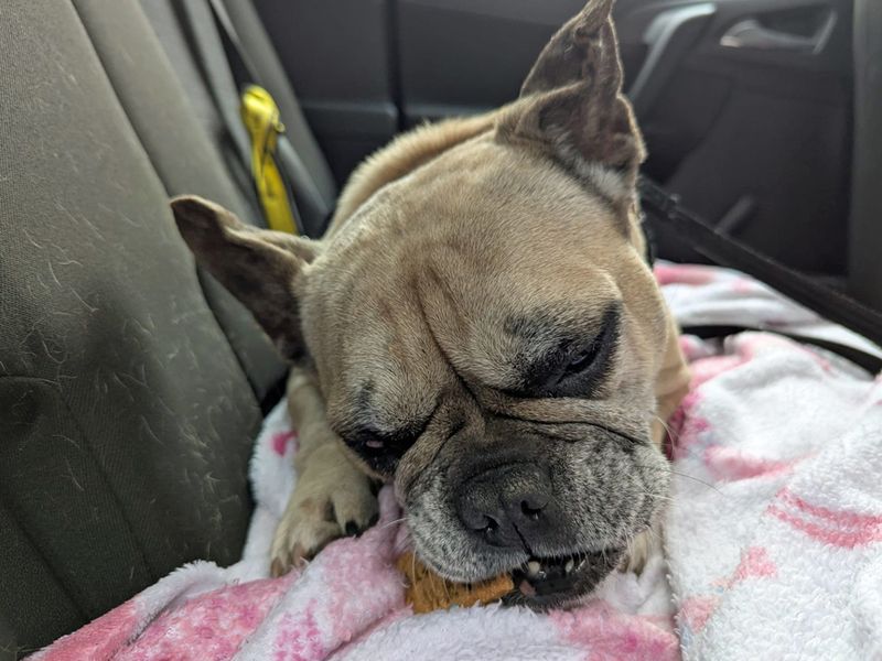 French Bulldog for adoption in Liverpool, Merseyside – 8 years old - Image 5 of 7