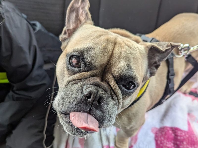 French Bulldog for adoption in Liverpool, Merseyside – 8 years old - Image 2 of 7