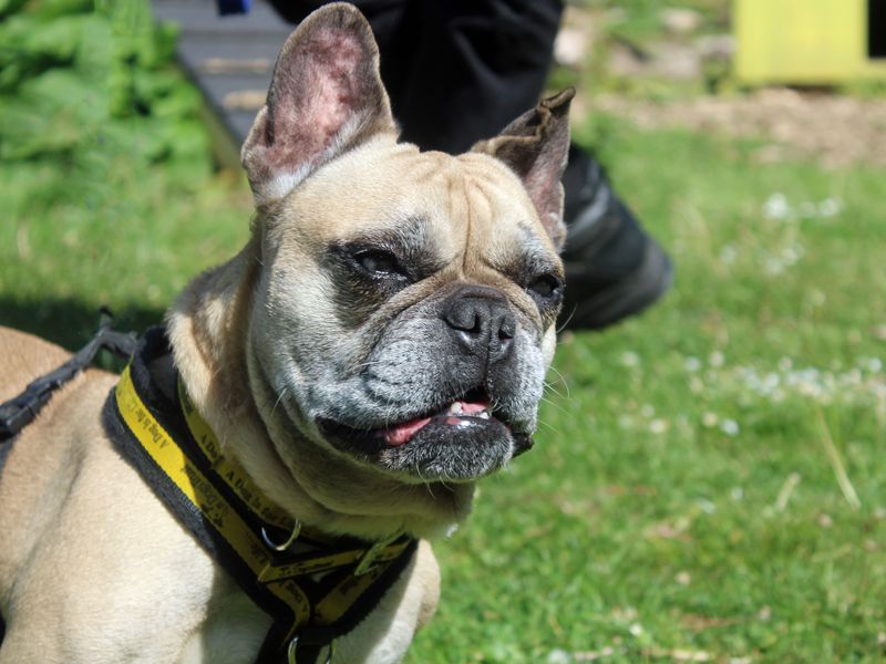 French Bulldog for adoption in Liverpool, Merseyside – 8 years old - Image 7 of 7