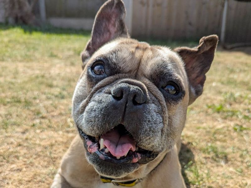 Dora | French Bulldog | Merseyside (Liverpool) - 1