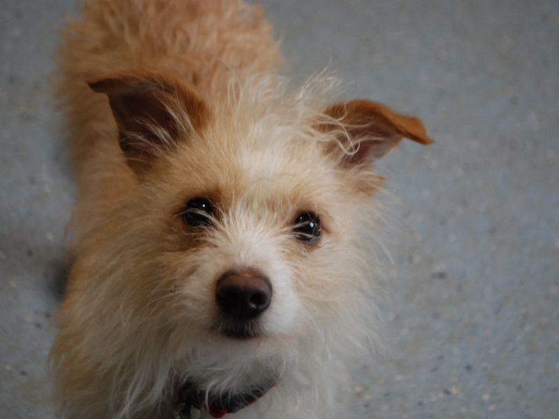 Albie for sale in Newbury, Berks - Image 3