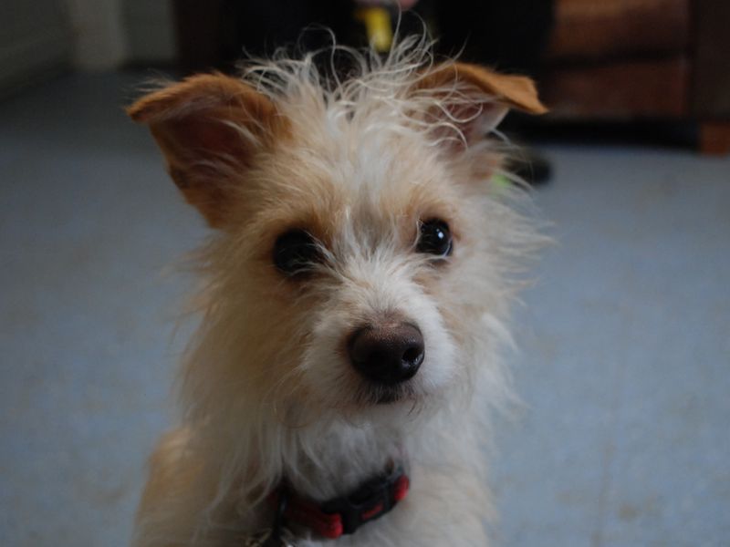 Albie for sale in Newbury, Berks - Image 4