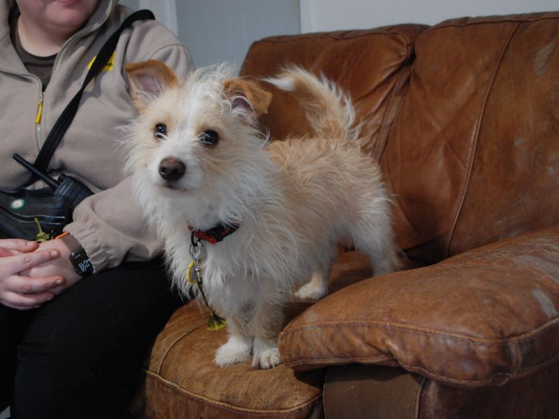 Jack Russell Terrier for adoption in Newbury, Berks – 2 years old - Image 2 of 4