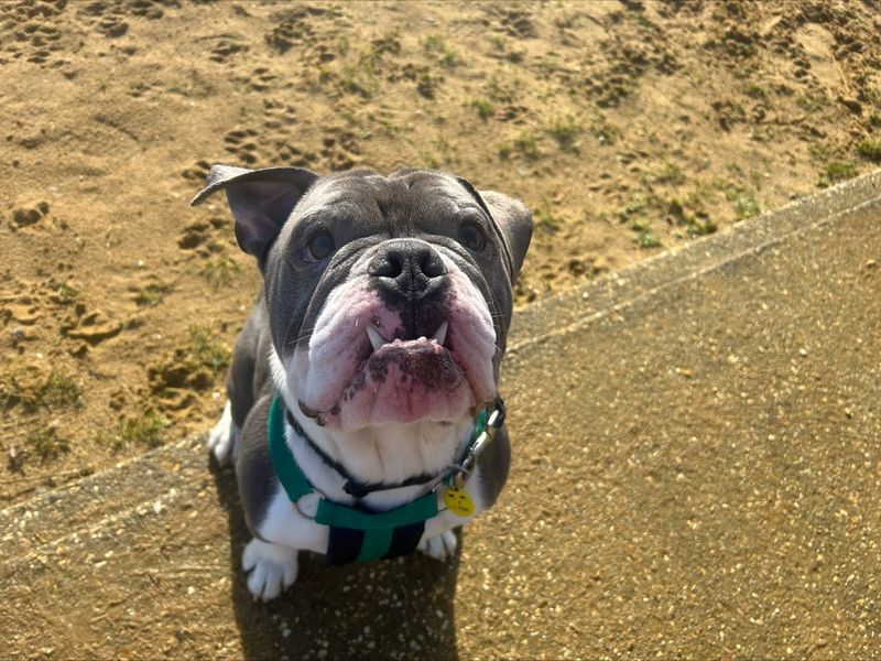 Bruno | Bulldog | Salisbury (Wiltshire) - 1