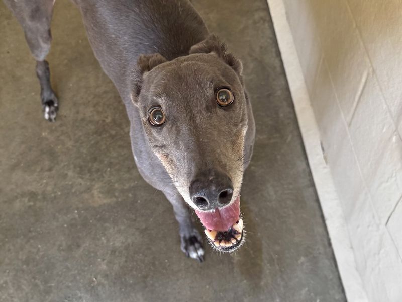Jackson | Greyhound | Basildon (Essex) - 1