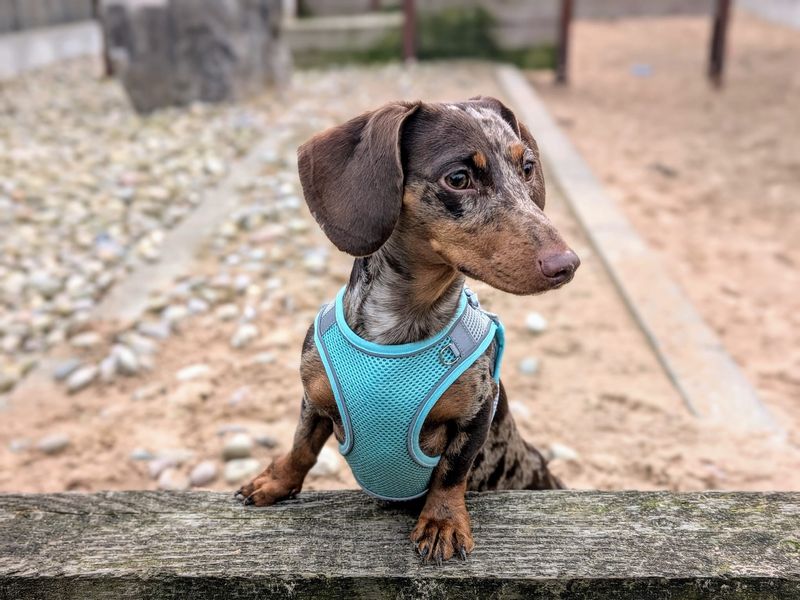 Titch for sale in Cardiff, Glamorgan