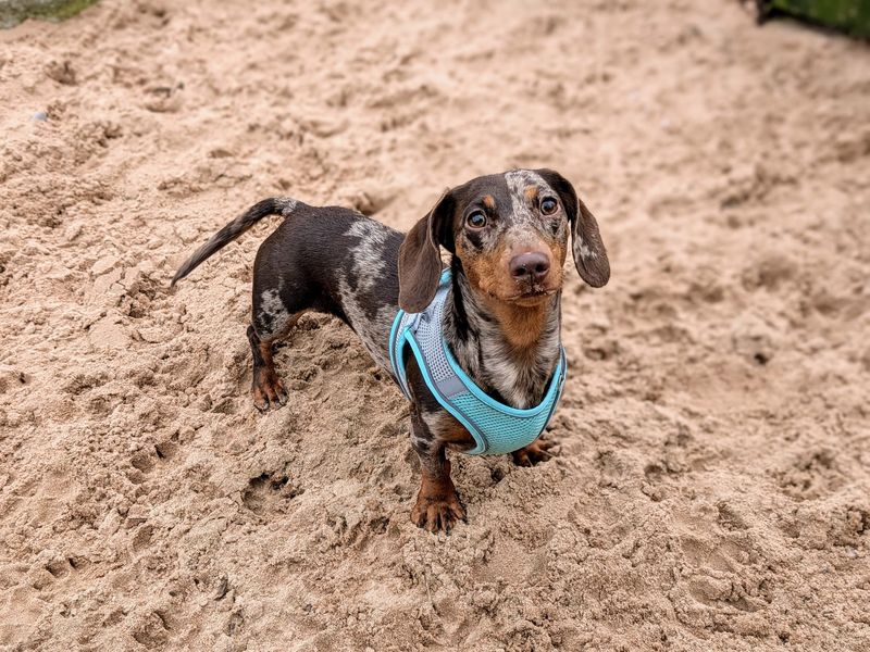 Titch for sale in Cardiff, Glamorgan | Image 3