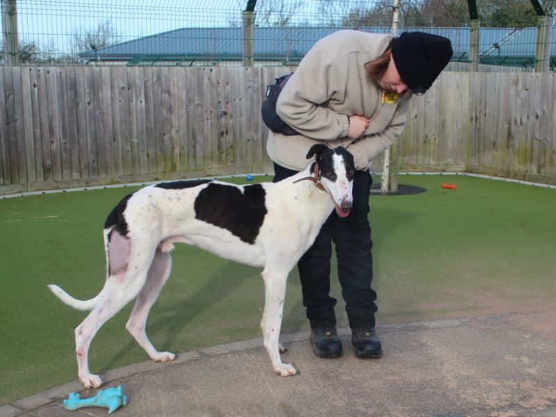 Deano for sale in Evesham, Worcestershire - Image 3
