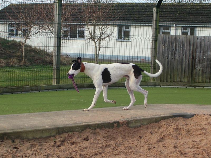 Deano for sale in Evesham, Worcestershire - Image 2