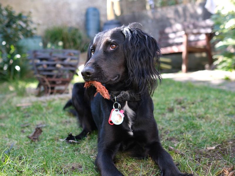 Cocker Spaniel for adoption in Shoreham by Sea, West Sussex – 2 years old - Image 4 of 6
