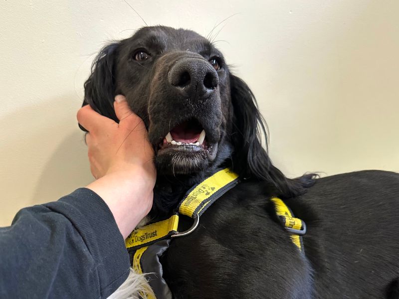 Cocker Spaniel for adoption in Shoreham by Sea, West Sussex – 2 years old - Image 3 of 6