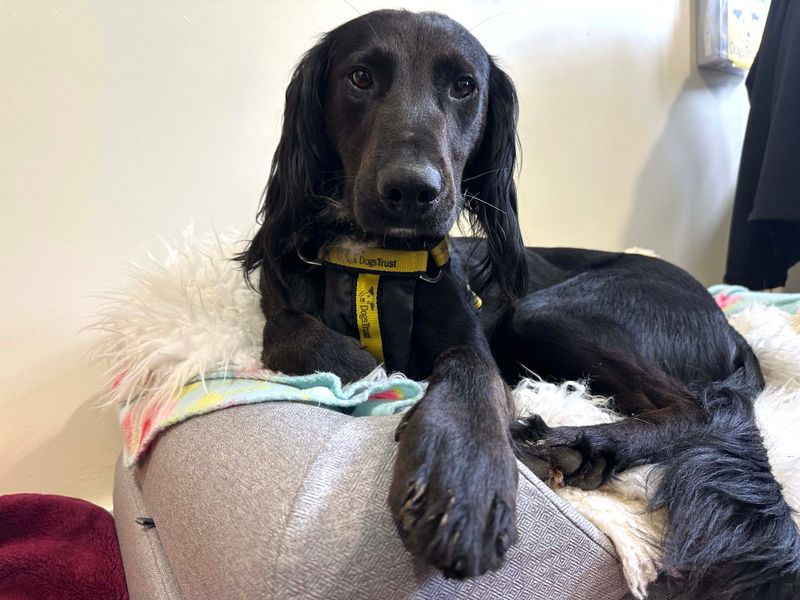 Cocker Spaniel for adoption in Shoreham by Sea, West Sussex – 2 years old - Image 5 of 6