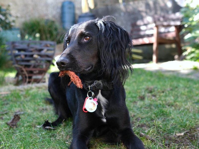 Cocker Spaniel for adoption in Shoreham by Sea, West Sussex – 2 years old - Image 6 of 6