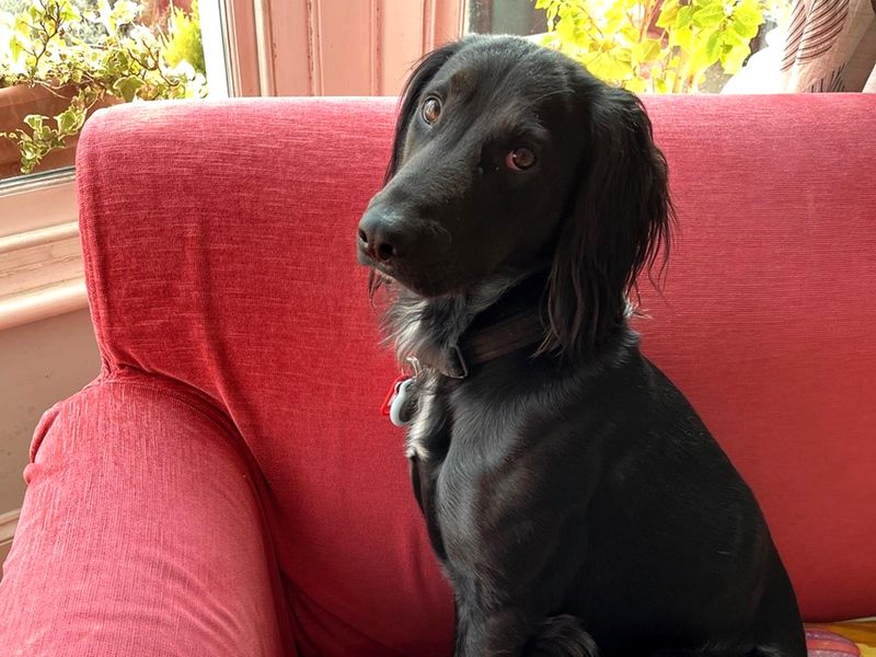 Cocker Spaniel for adoption in Shoreham by Sea, West Sussex – 2 years old - Image 2 of 6
