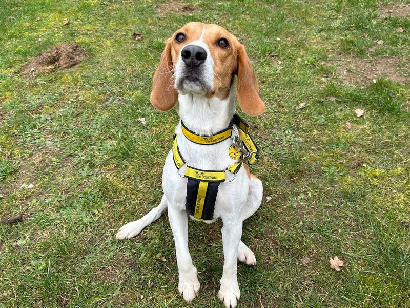 Beagle for adoption in Snetterton, Norfolk – 2 years old - Image 2 of 2
