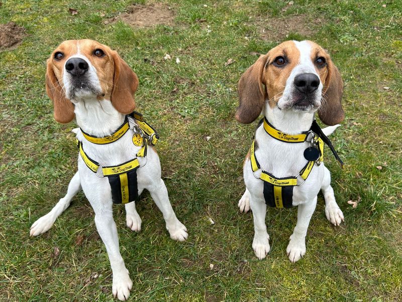 Beagle for adoption in Snetterton, Norfolk – 1 year old - Image 2 of 2
