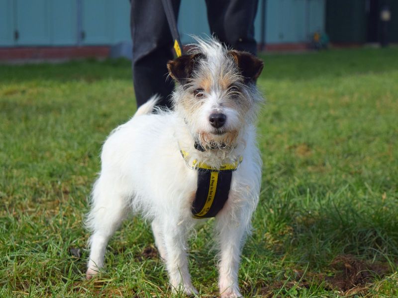 Jack Russell for adoption in Uxbridge, London – 7 years old - Image 2 of 2