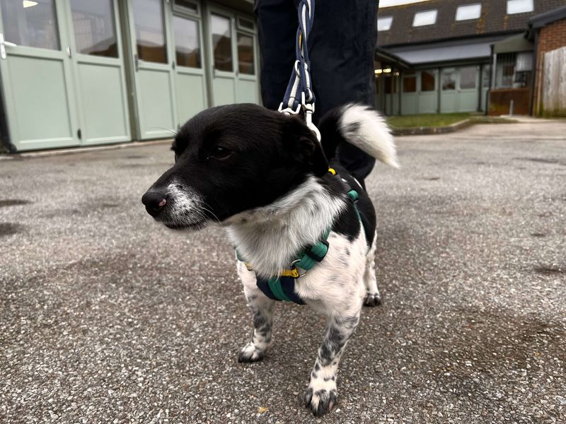 Jack Russell for adoption in Newton Tony, Wiltshire – 2 years old - Image 5 of 5