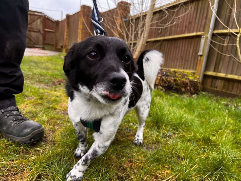 Jack Russell for adoption in Newton Tony, Wiltshire – 2 years old - Image 4 of 5