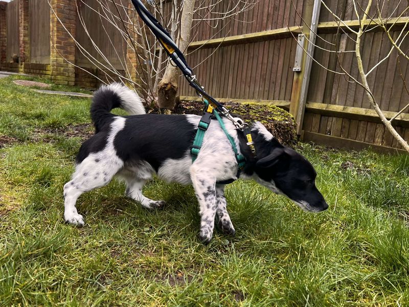 Jack Russell for adoption in Newton Tony, Wiltshire – 2 years old - Image 2 of 5